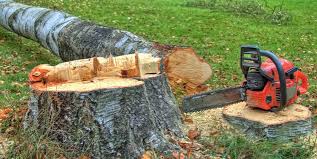 How Our Tree Care Process Works  in  Buckhorn, CA