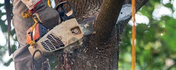 Best Emergency Tree Removal  in Buckhorn, CA