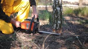Best Firewood Processing and Delivery  in Buckhorn, CA