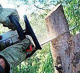 Best Hedge Trimming  in Buckhorn, CA