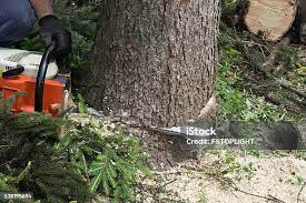 Pest Control for Lawns in Buckhorn, CA