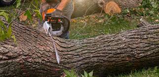 Best Leaf Removal  in Buckhorn, CA