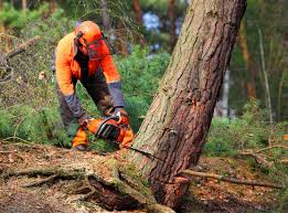 Best Commercial Tree Services  in Buckhorn, CA