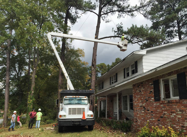 Best Storm Damage Tree Cleanup  in Buckhorn, CA