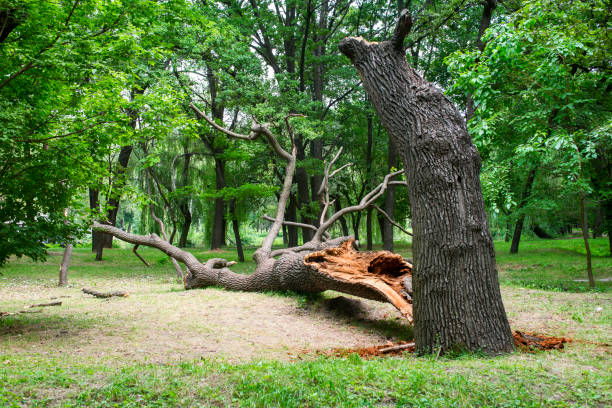 Best Tree Risk Assessment  in Buckhorn, CA