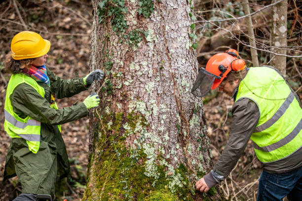Best Arborist Consultation Services  in Buckhorn, CA