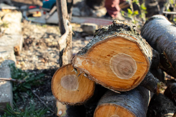 Best Seasonal Cleanup (Spring/Fall)  in Buckhorn, CA