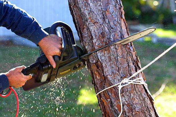 Best Hazardous Tree Removal  in Buckhorn, CA