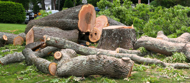 Best Lawn Renovation and Restoration  in Buckhorn, CA