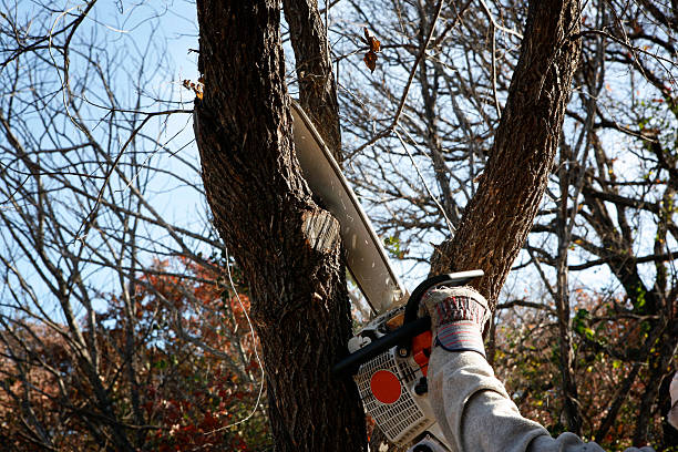 Leaf Removal in Buckhorn, CA