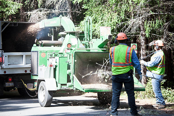 Trusted Buckhorn, CA Tree Care Experts