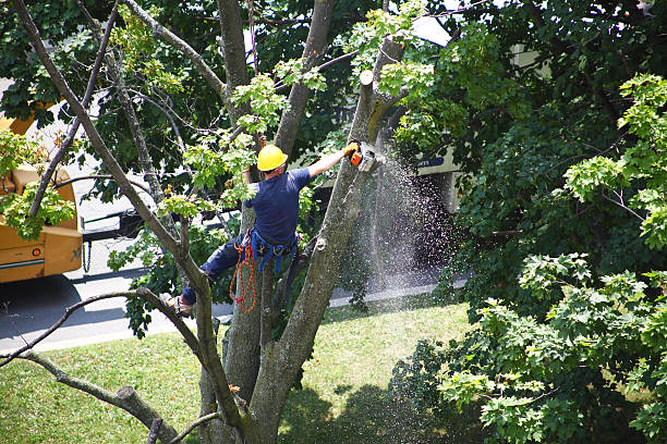 Best Tree Mulching  in Buckhorn, CA