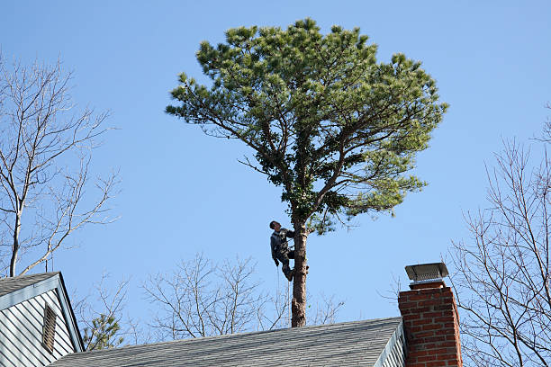 Best Tree Health Inspection  in Buckhorn, CA