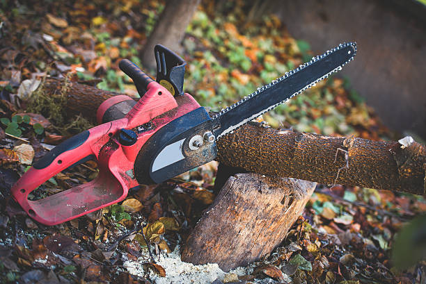 Best Tree Preservation Services  in Buckhorn, CA