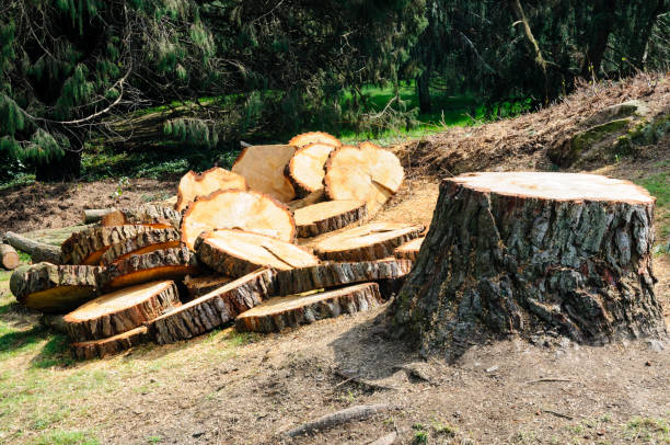 Best Fruit Tree Pruning  in Buckhorn, CA